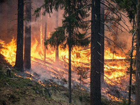 forest-fire-web firefighting equipment forest wildland products
